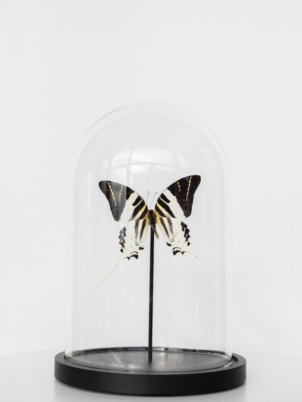 Zwarte vlinder | Stolp